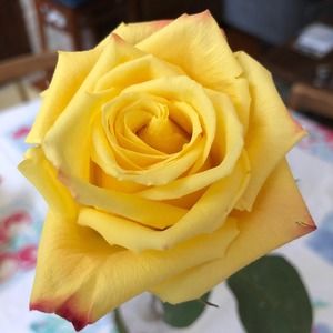 Meet your Posher, Charlotte